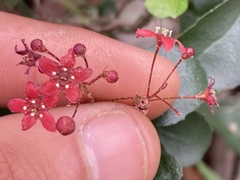 Ribes viburnifolium