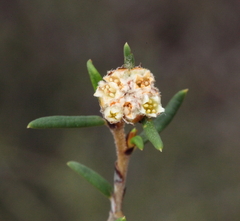 Spyridium polycephalum