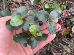 Ribes viburnifolium
