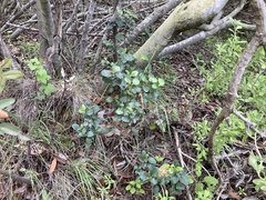 Ribes viburnifolium