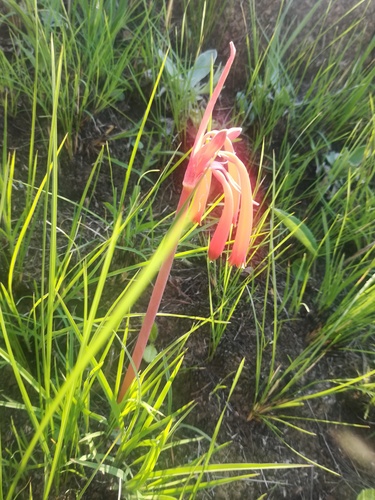 Cyrtanthus tuckii