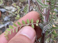 Astragalus trichopodus