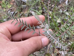 Astragalus trichopodus