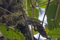 Chlorospingus flavigularis