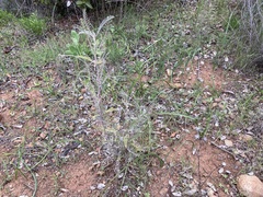 Astragalus trichopodus