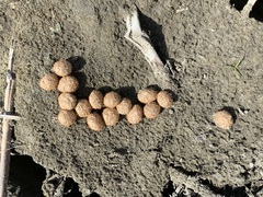 Stilbella fimetaria