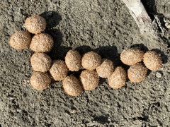 Stilbella fimetaria
