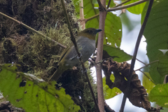 Chlorospingus flavigularis