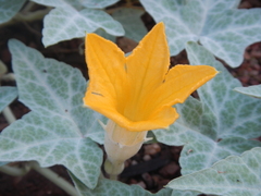 Cucurbita palmata