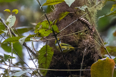 Tangara icterocephala