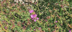 Fagonia laevis