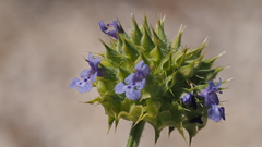 Salvia columbariae