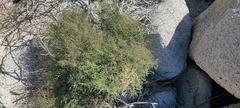 Fagonia laevis