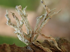 Niebla cephalota