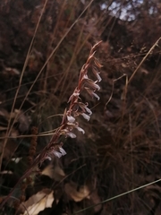 Schiedeella transversalis