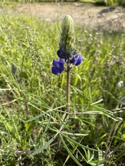 Lupinus benthamii