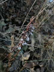 Schiedeella transversalis