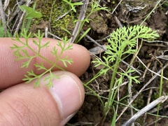 Apiastrum angustifolium