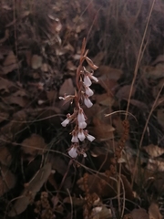 Schiedeella transversalis