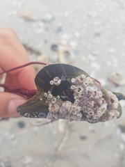 Pteria colymbus