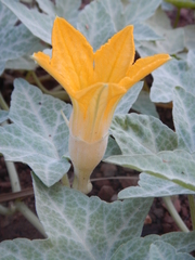 Cucurbita palmata