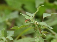 Toxomerus floralis