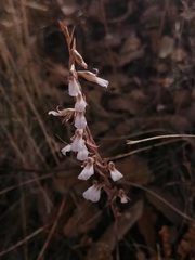 Schiedeella transversalis