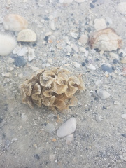 Fasciolaria