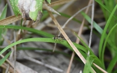 Toxomerus floralis