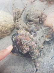 Pteria colymbus