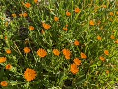 Calendula arvensis