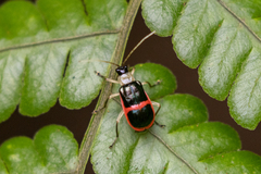 Paratriarius