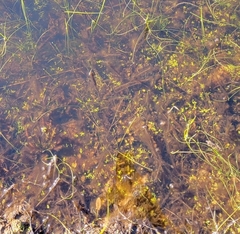 Callitriche heterophylla