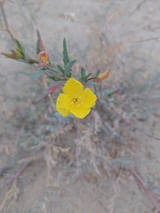 Eulobus crassifolius