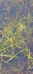 Callitriche heterophylla