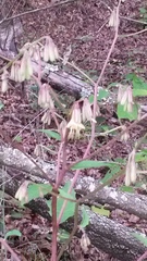 Nabalus serpentarius