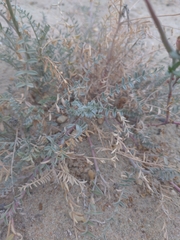 Eulobus crassifolius