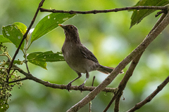 Turdus maculirostris