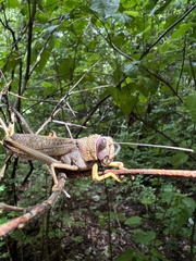 Tropidacris cristata