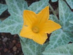 Cucurbita palmata