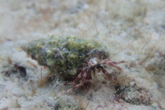 Pagurus brevidactylus