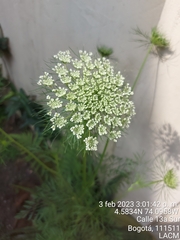 Daucus carota
