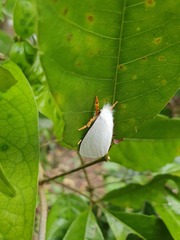 Lepidoptera
