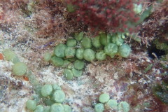 Caulerpa chemnitzia