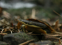 Hydromedusa maximiliani