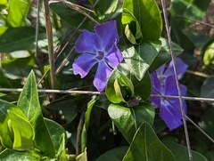Vinca