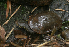 Hydromedusa maximiliani