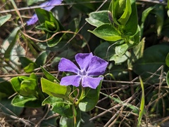 Vinca