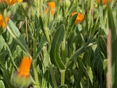 Calendula arvensis
