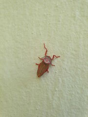 Edebessa purens